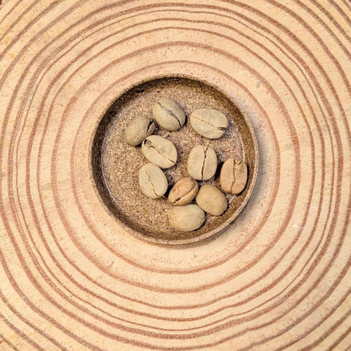 Coffea 'Coffee Plant' Seeds