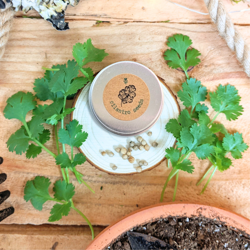 Organic Cilantro Seeds