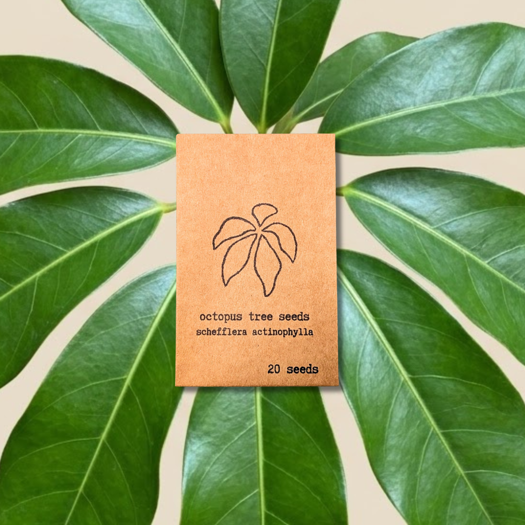Schefflera Arboricola 'Dwarf Umbrella Plant' Seeds