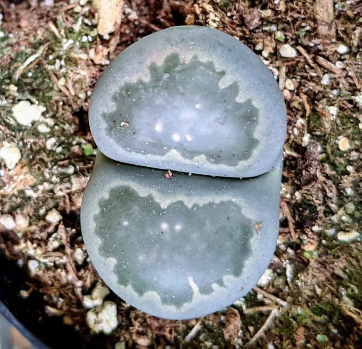 Lithops Mix (Living Stone) Seeds