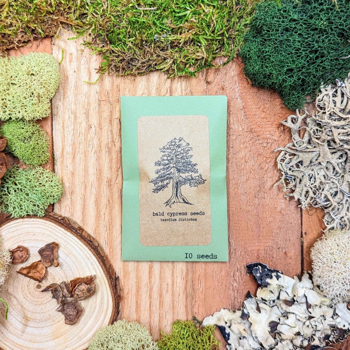 Taxodium Distichum 'Bald Cypress' Seeds