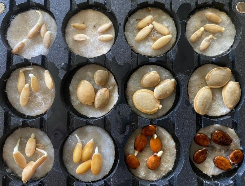 Aluminum seed trays filled with seeds on cotton pads