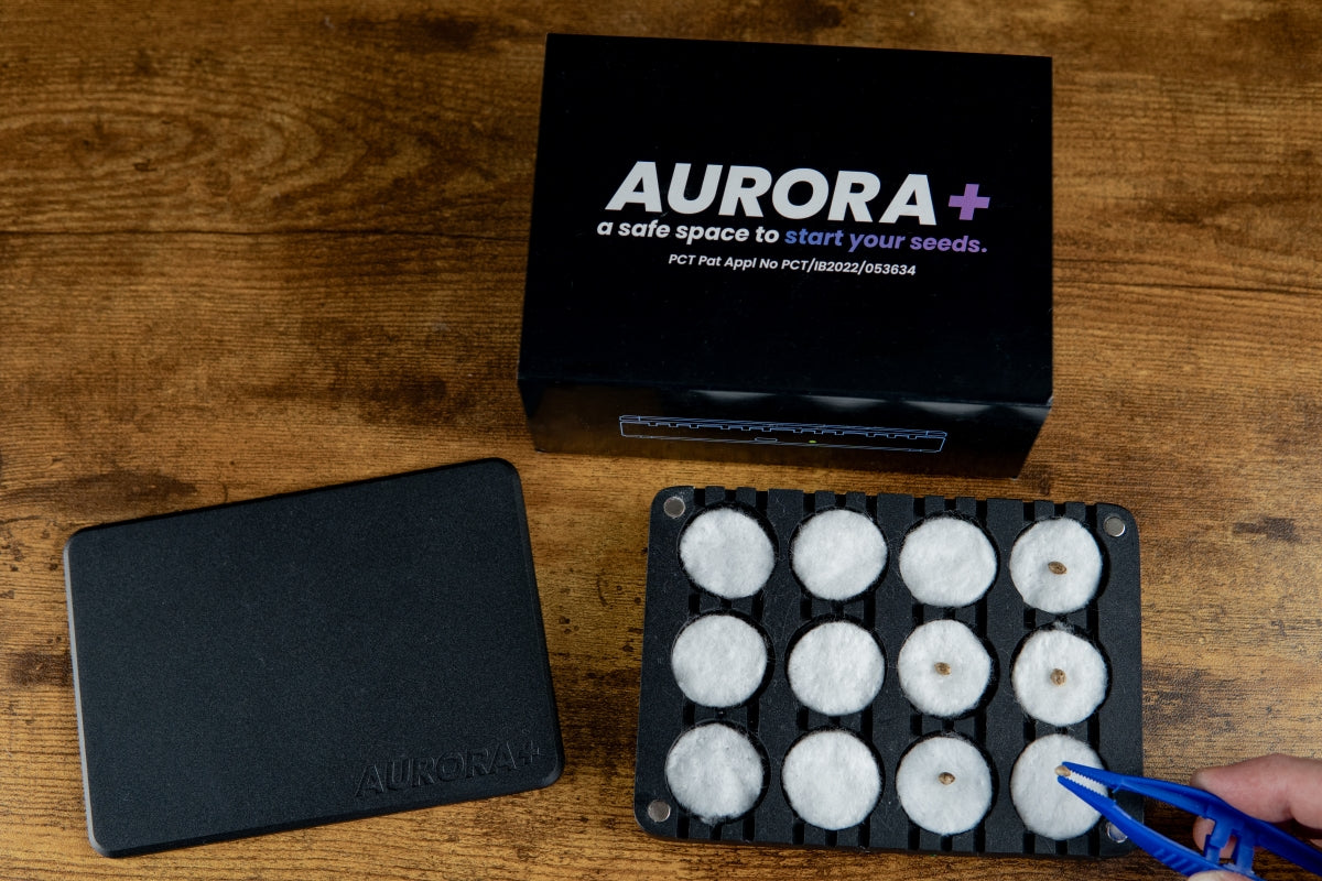 Aurora+ Seed Germination