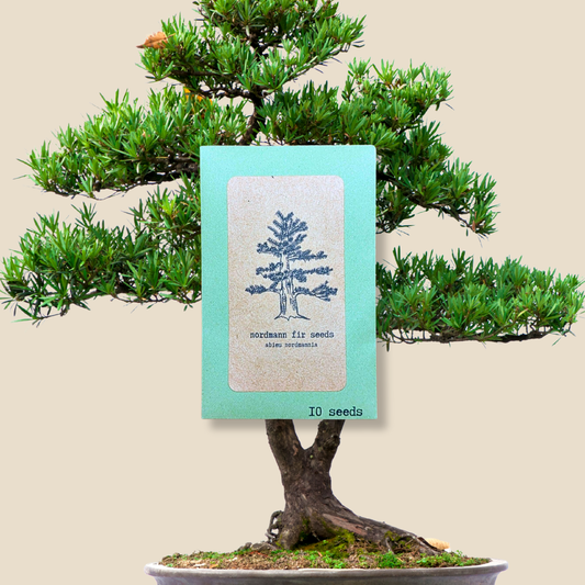 Abies Nordmannia 'Nordmann Fir' Seeds