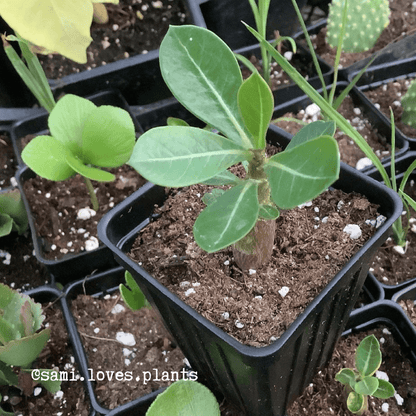 Adenium Obesum 'Desert Rose' Seeds