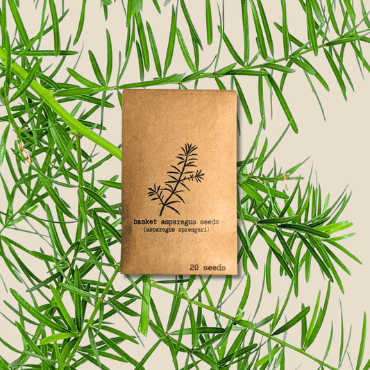 Asparagus Sprengeri 'Basket Asparagus' Seeds