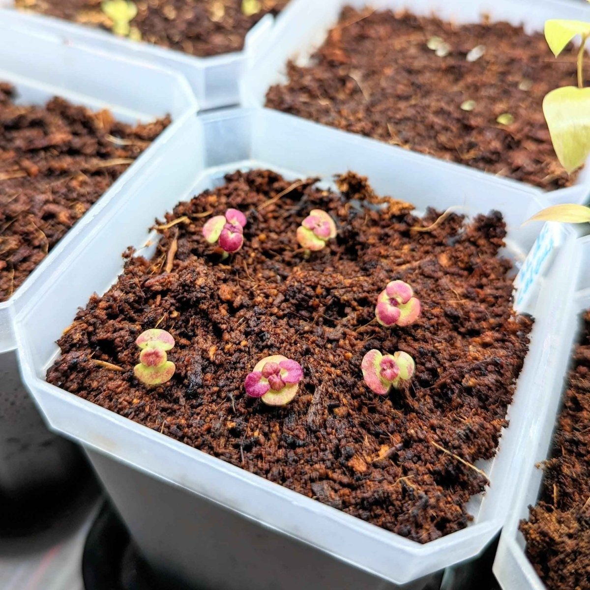 Black Dragon Coleus Seeds