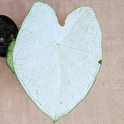 Caladium Mix Bulbs