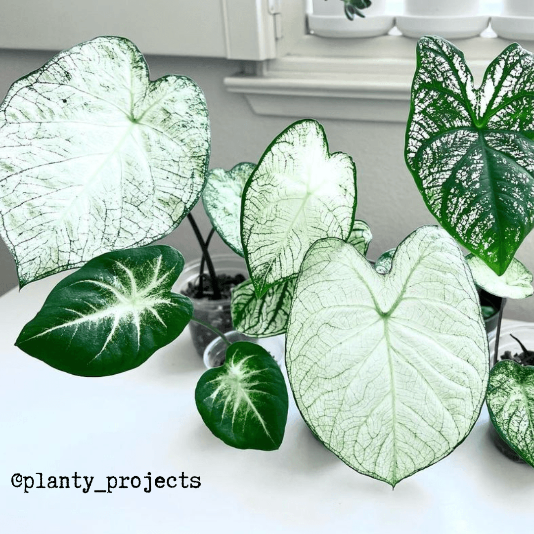 Caladium Mix Bulbs