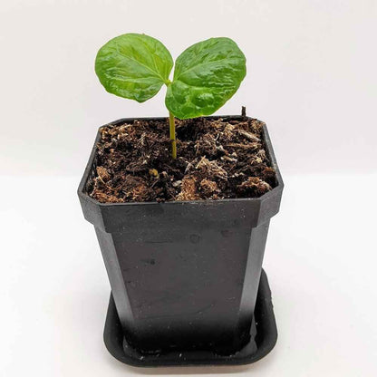 Coffea 'Coffee Plant' Seeds
