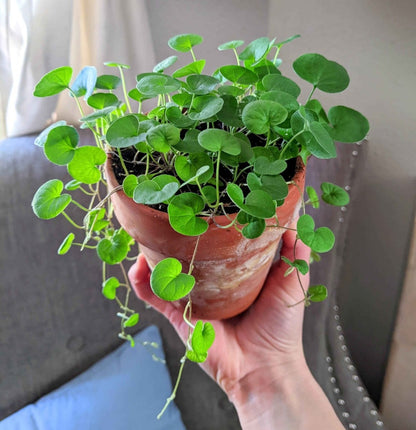 Dichondra Seeds