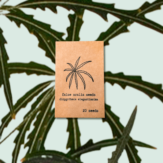 Dizygotheca elegantissima 'False Aralia' Seeds