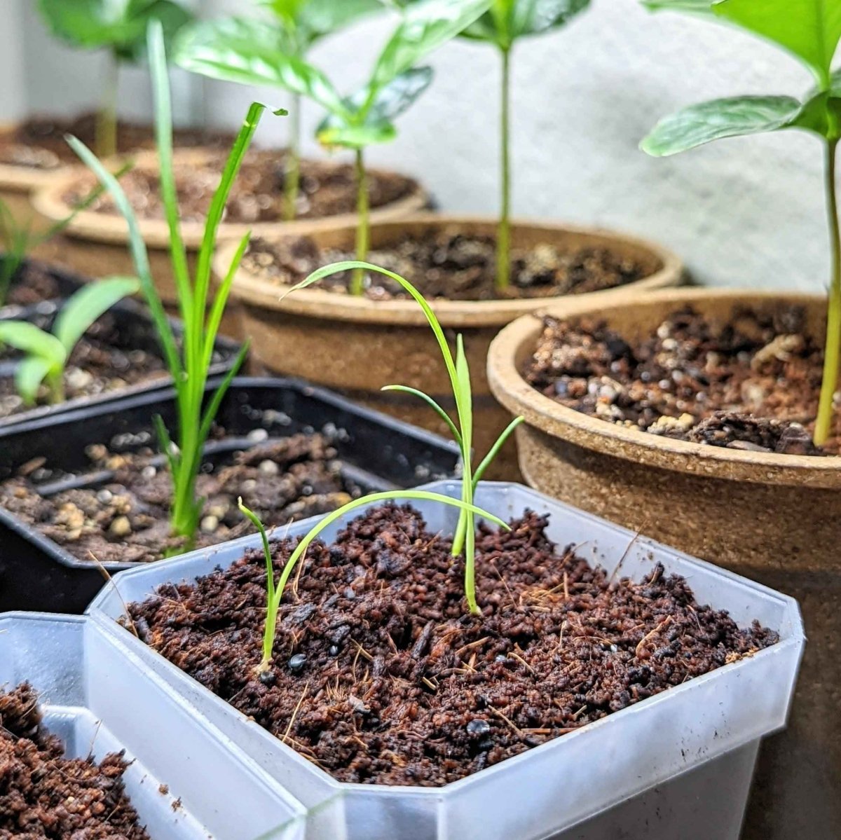 Dracaena Indivisa 'Spike' Seeds