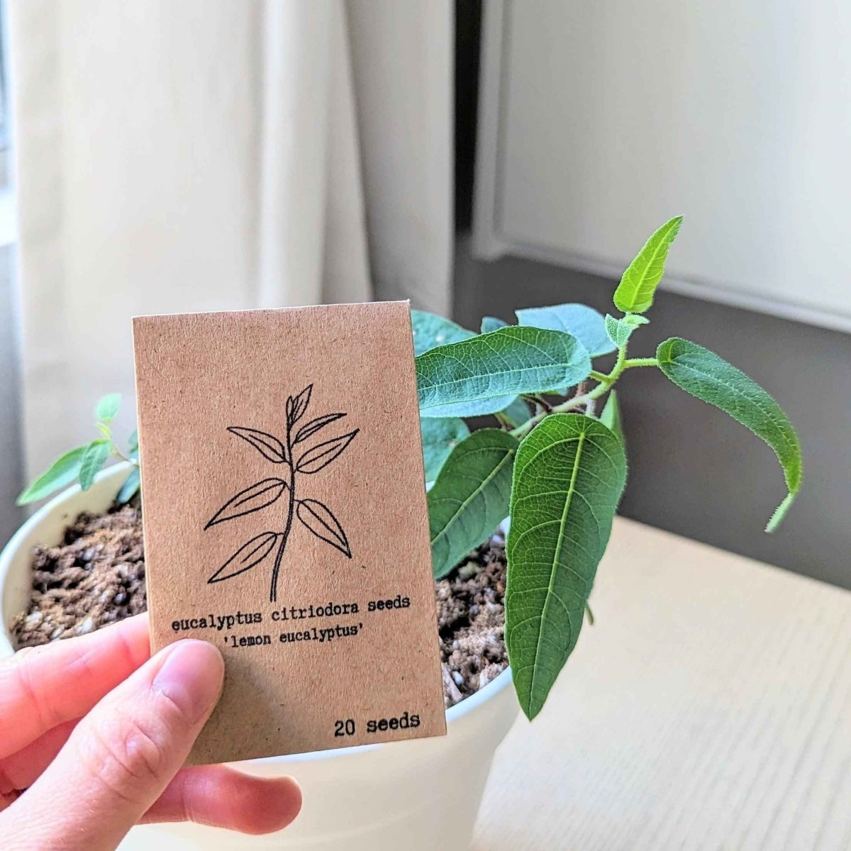 Eucalyptus Citriodora 'Lemon Eucalyptus' Seeds