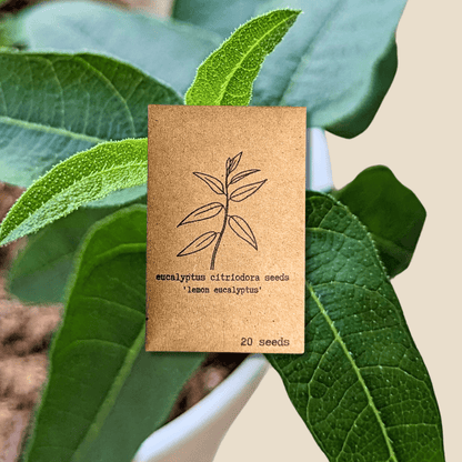 Eucalyptus Citriodora 'Lemon Eucalyptus' Seeds