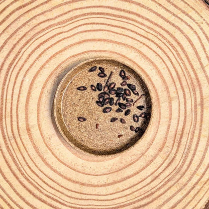 Eucalyptus Citriodora 'Lemon Eucalyptus' Seeds