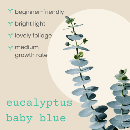 Eucalyptus Pulverulenta 'Baby Blue' Seeds