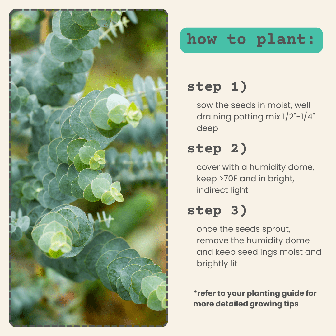 Eucalyptus Pulverulenta 'Baby Blue' Seeds