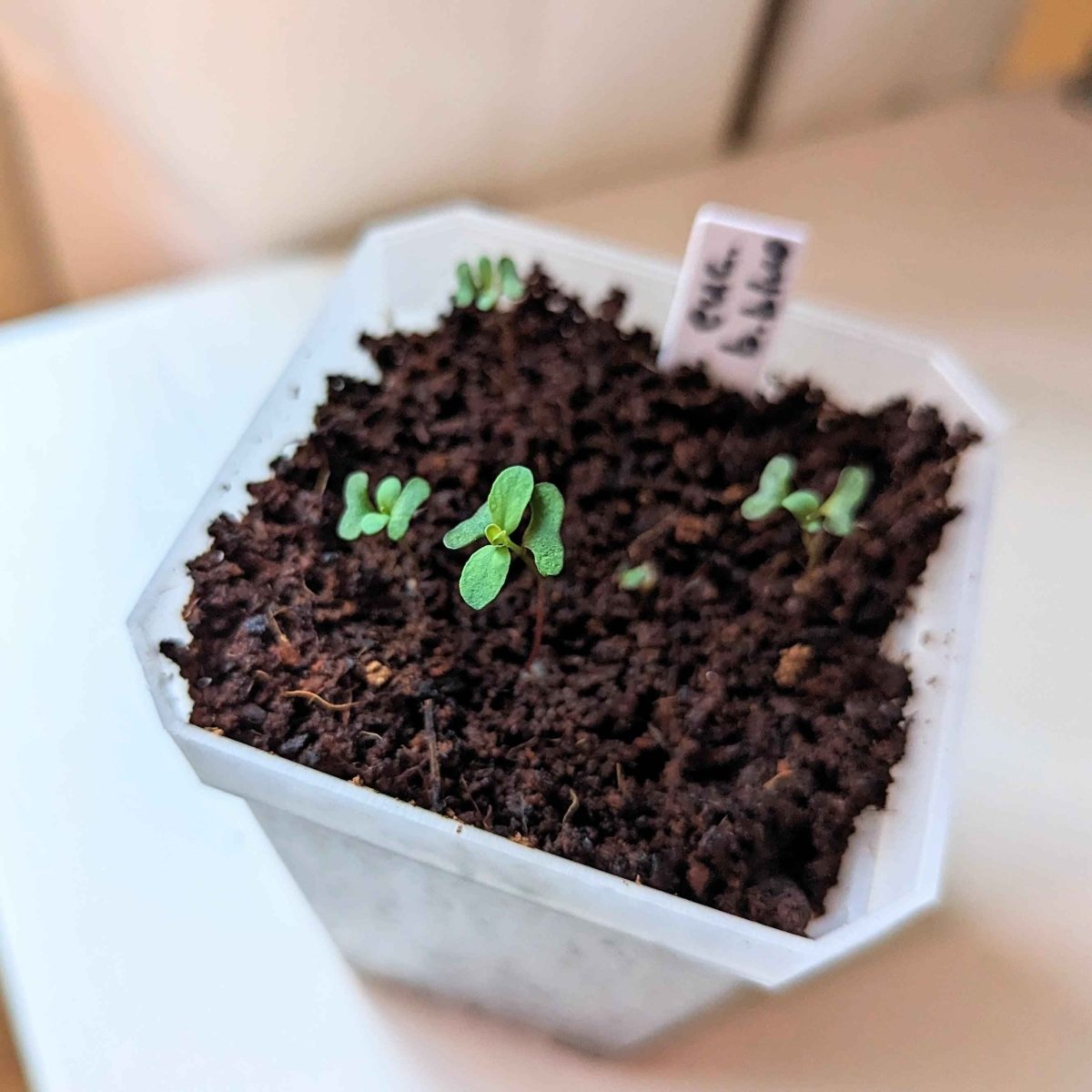 Eucalyptus Pulverulenta 'Baby Blue' Seeds