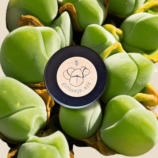Gibbaeum Seed Mix