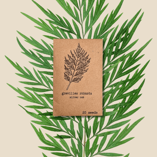 Grevillea Robusta 'Silver Oak' Seeds