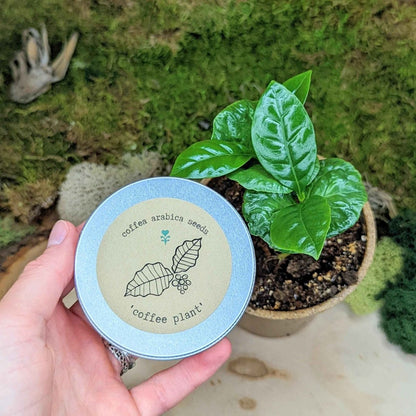 "Houseplant Buff" Houseplant Seed Collection