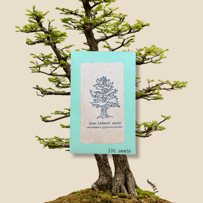 Metasequoia Glyptostroboides 'Dawn Redwood' Seeds