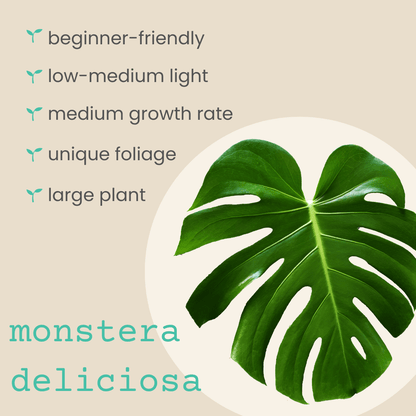 Monstera Deliciosa "Swiss Cheese Plant" Seeds