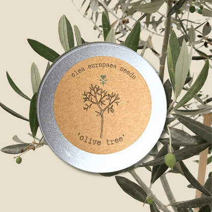 Olea Europaea 'Olive Tree' Seeds
