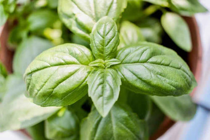Organic Basil Seeds