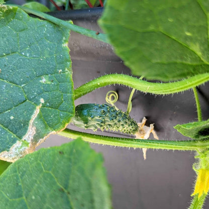 Organic Cucumber Seeds