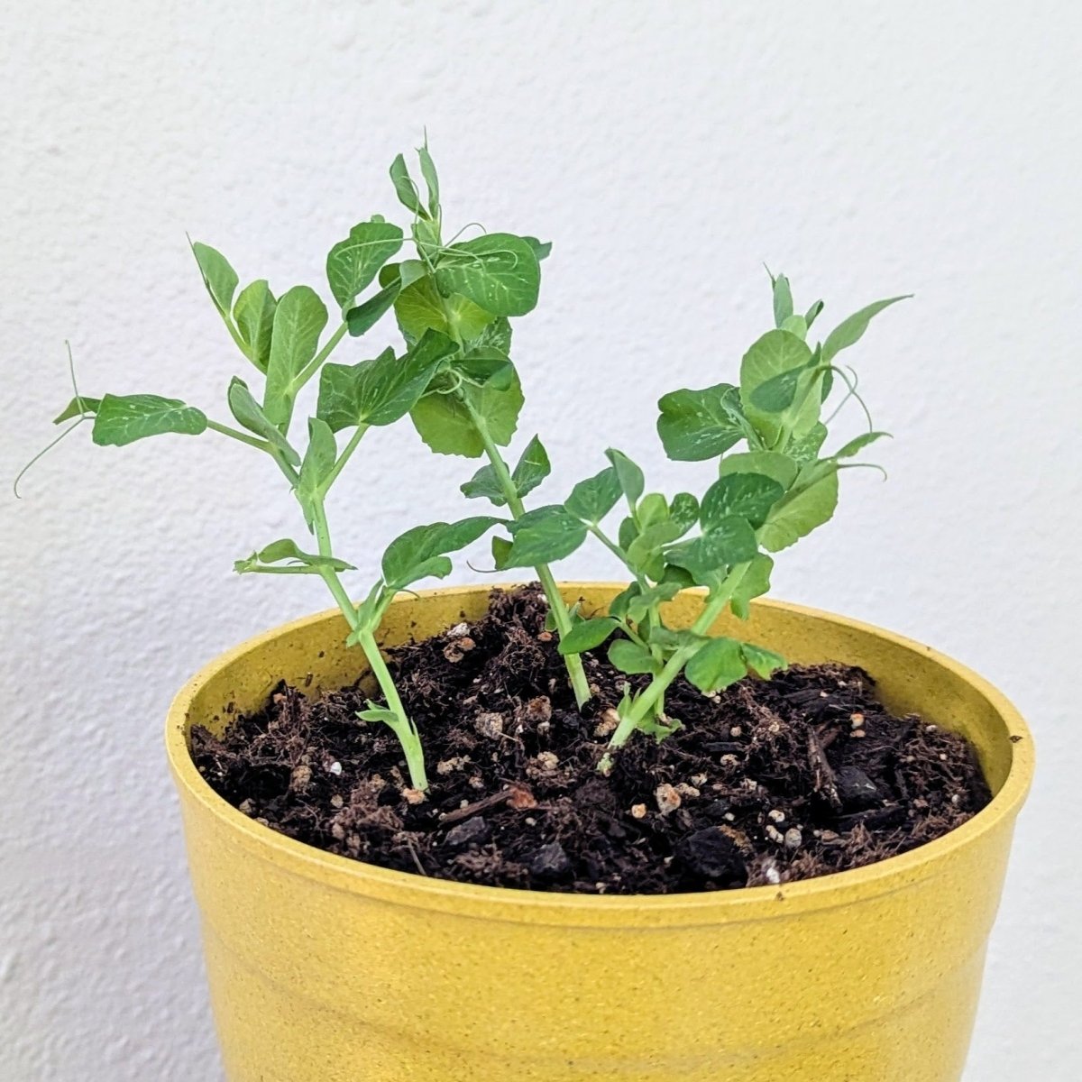 Organic Dwarf Sugar Snap Pea Seeds
