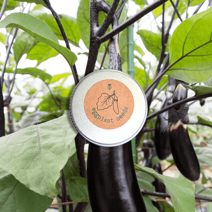 Organic Eggplant Seeds