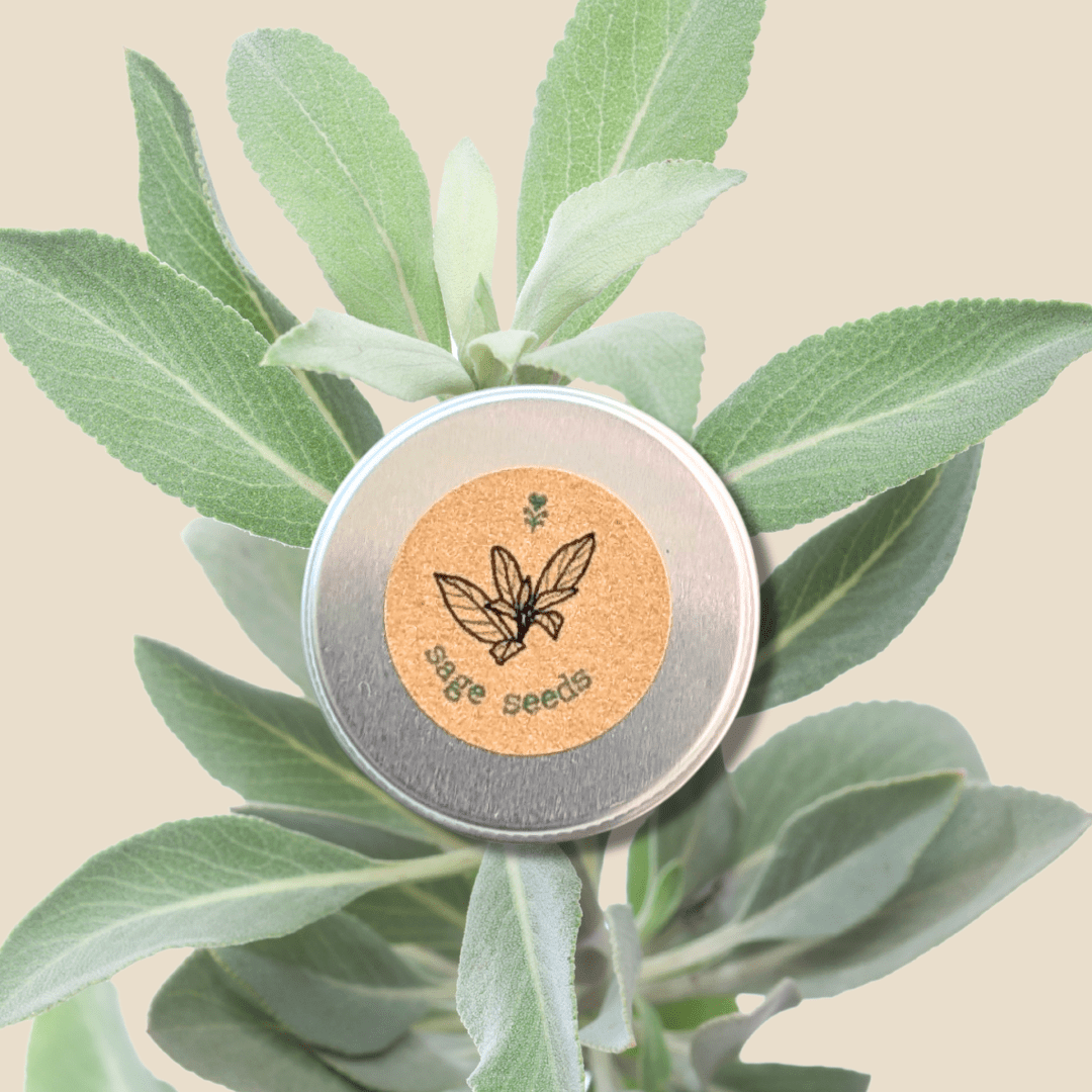 Organic Sage Seeds