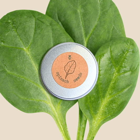 Organic Spinach Seeds