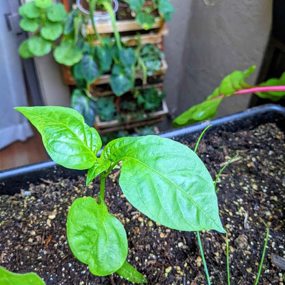 Organic Sweet Pepper Seeds