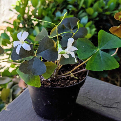 Oxalis 'Shamrock Plant' Bulbs
