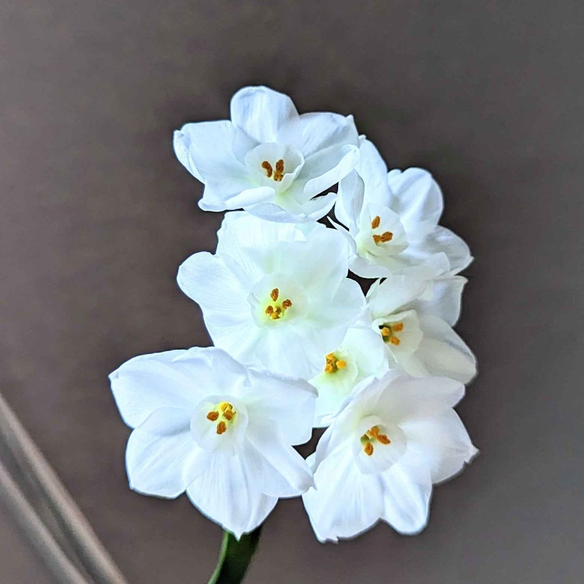 Paperwhite Bulb