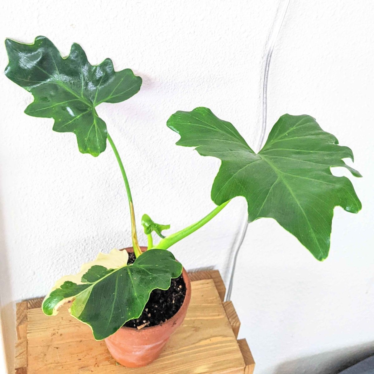 Philodendron Selloum 'Split Leaf Philodendron' Seeds