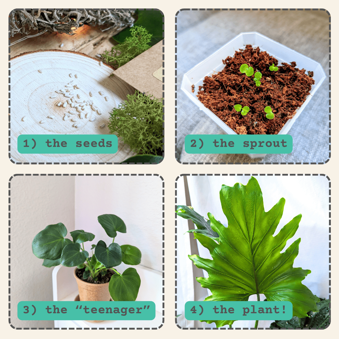 Philodendron Selloum 'Split Leaf Philodendron' Seeds
