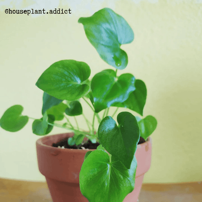 Philodendron Selloum 'Split Leaf Philodendron' Seeds