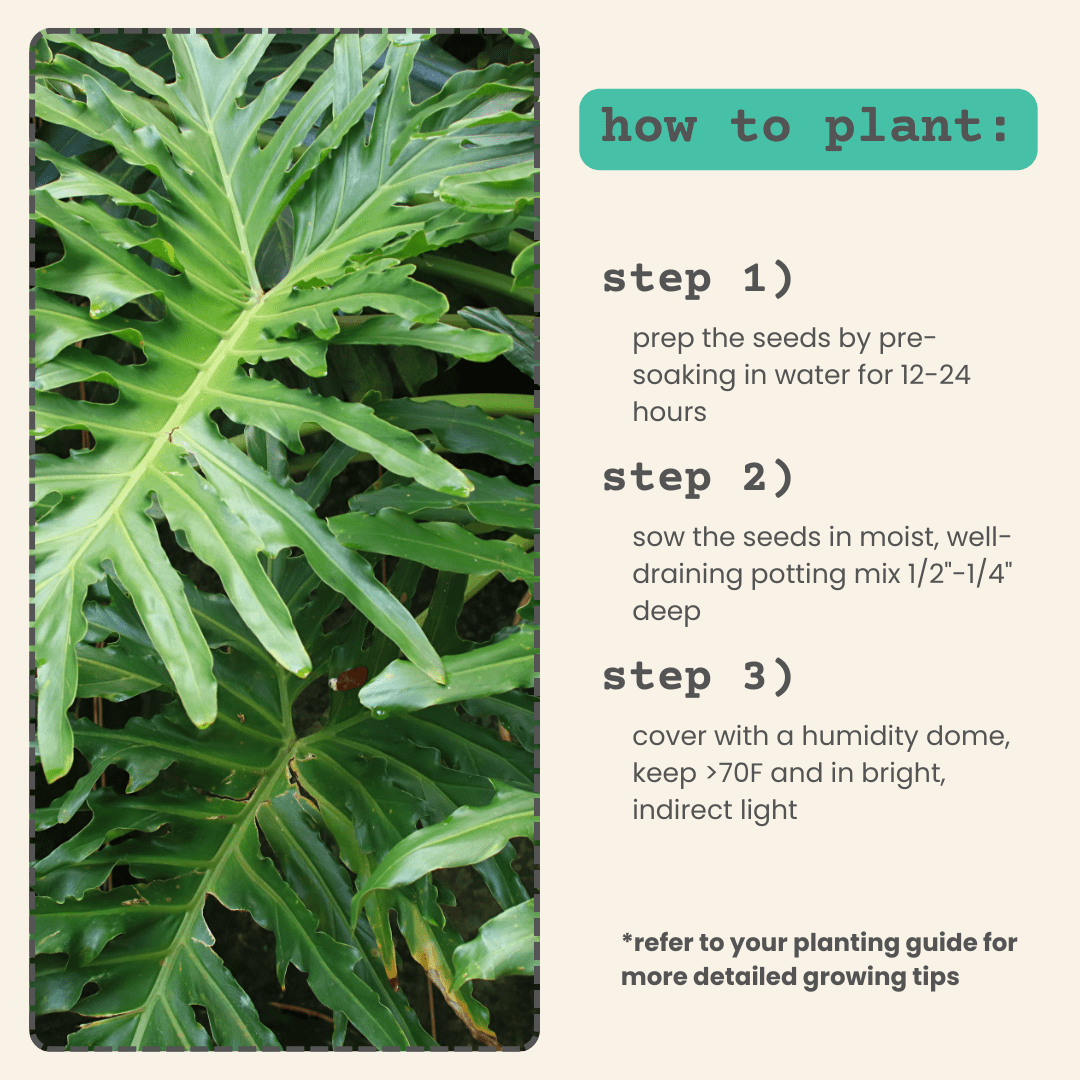 Philodendron Selloum 'Split Leaf Philodendron' Seeds