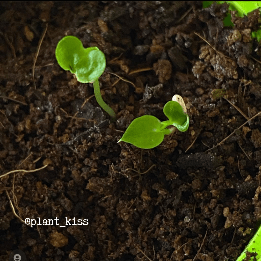 Philodendron Selloum 'Split Leaf Philodendron' Seeds
