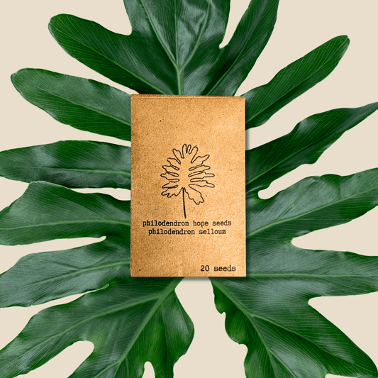 Philodendron Selloum 'Split Leaf Philodendron' Seeds