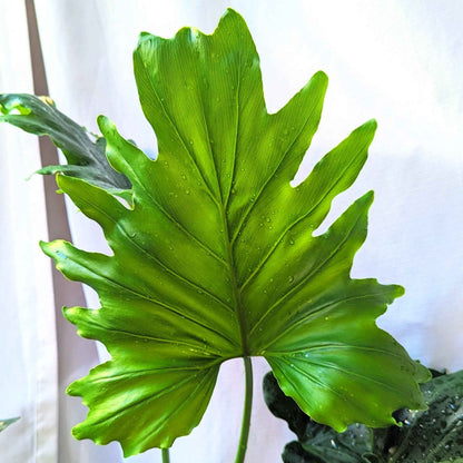Philodendron Selloum 'Split Leaf Philodendron' Seeds