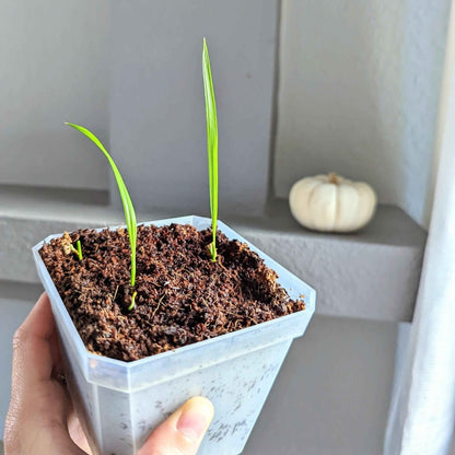 Phoenix Robelenii 'Pygmy Date Palm' Seeds
