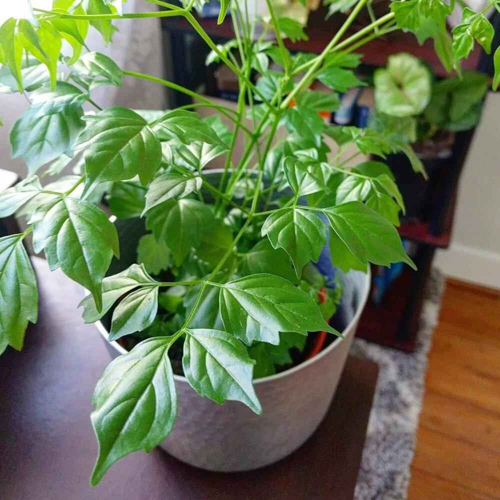 Radermachera Sinica 'China Doll' Plant Seeds