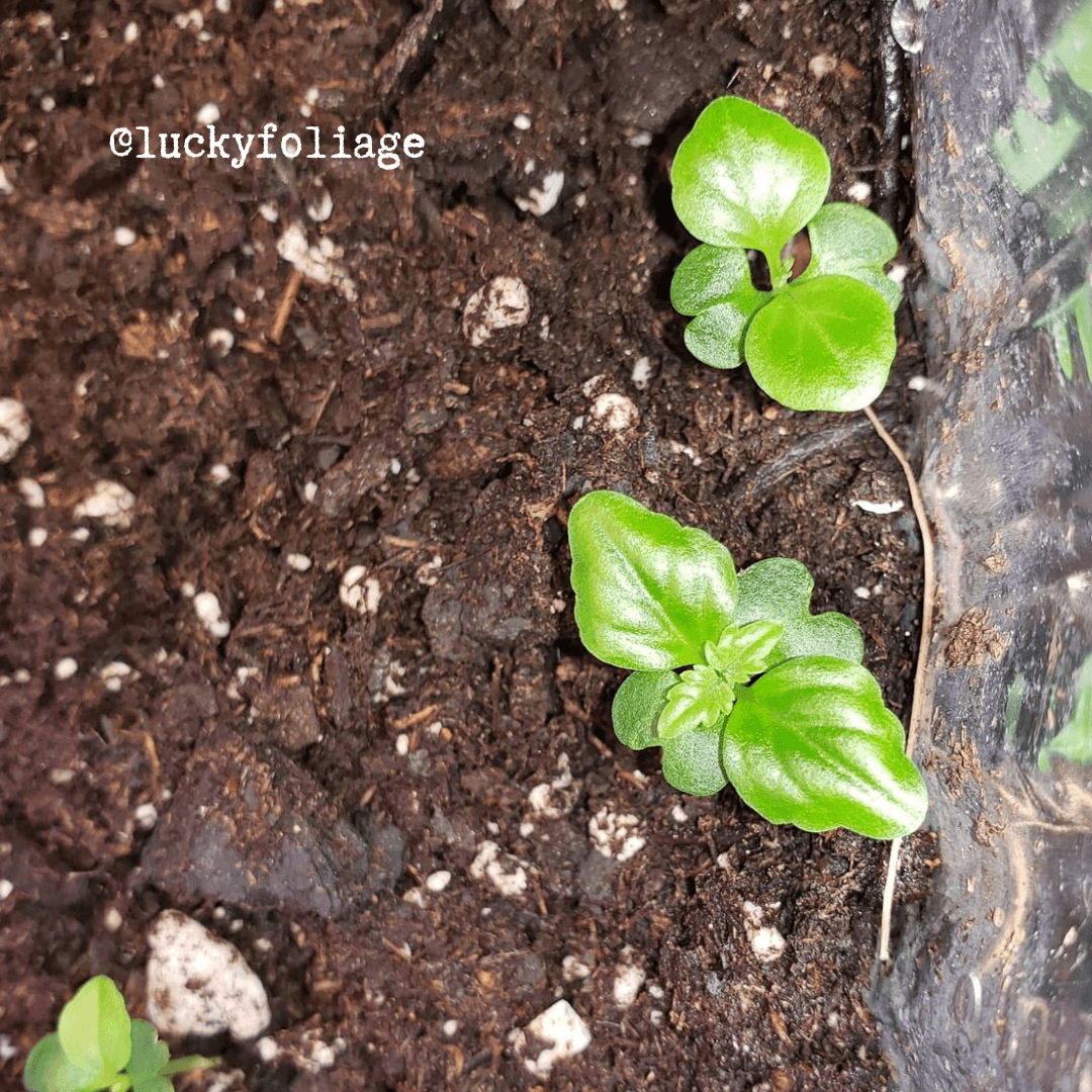 Radermachera Sinica 'China Doll' Plant Seeds