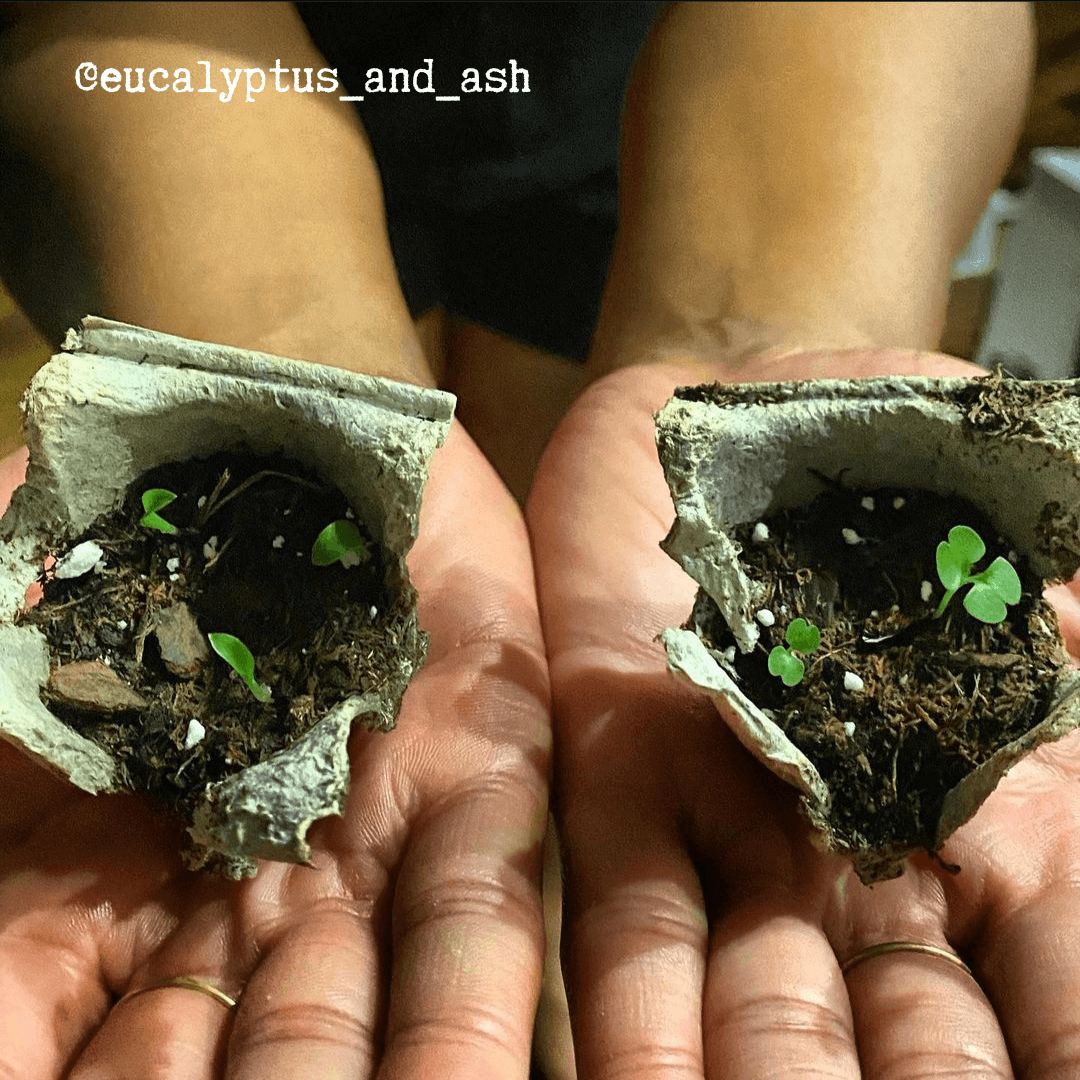 Radermachera Sinica 'China Doll' Plant Seeds
