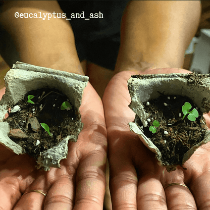 Radermachera Sinica 'China Doll' Plant Seeds